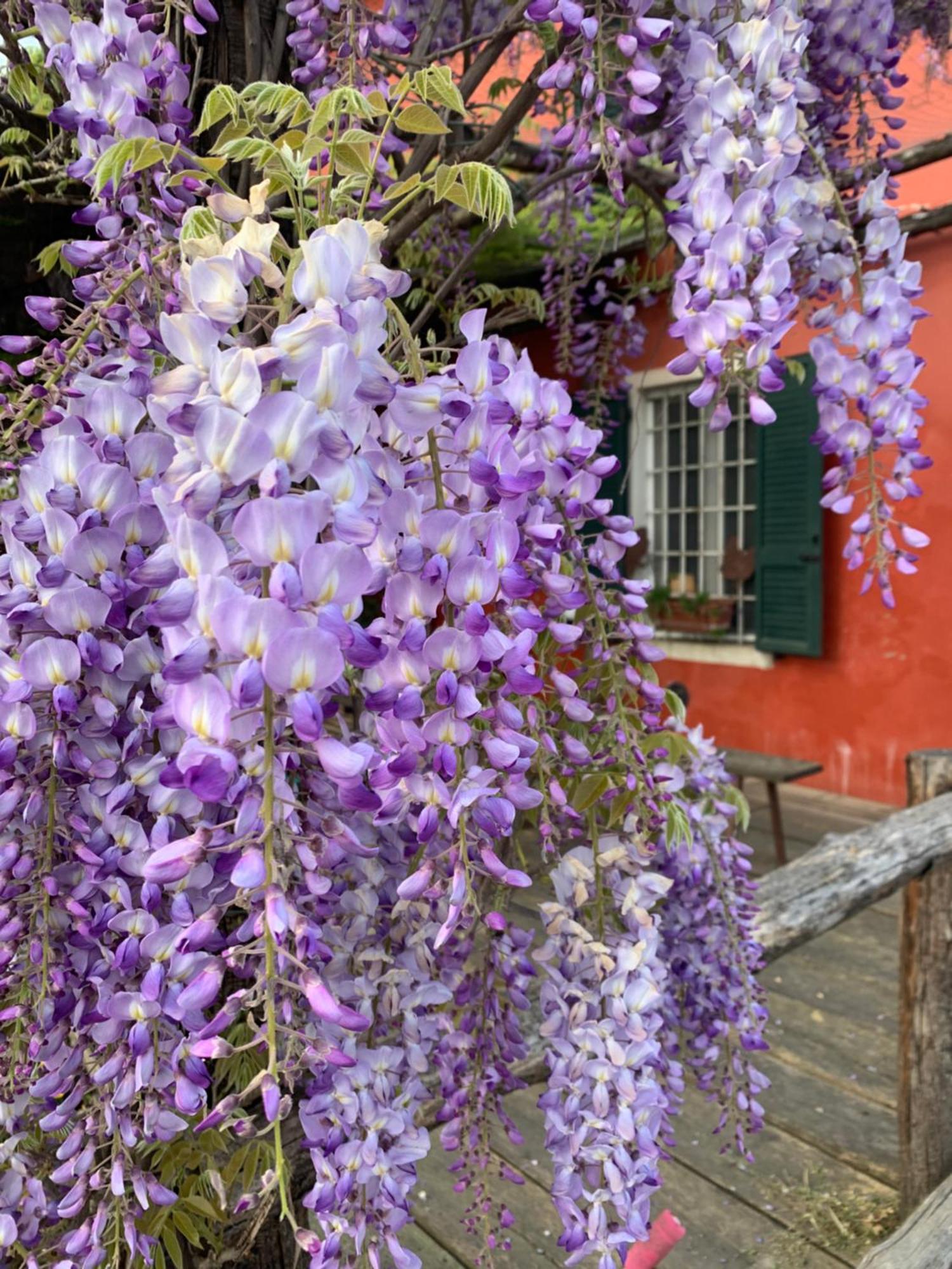 Fattoria Amelia Villa Santa Caterina  ภายนอก รูปภาพ